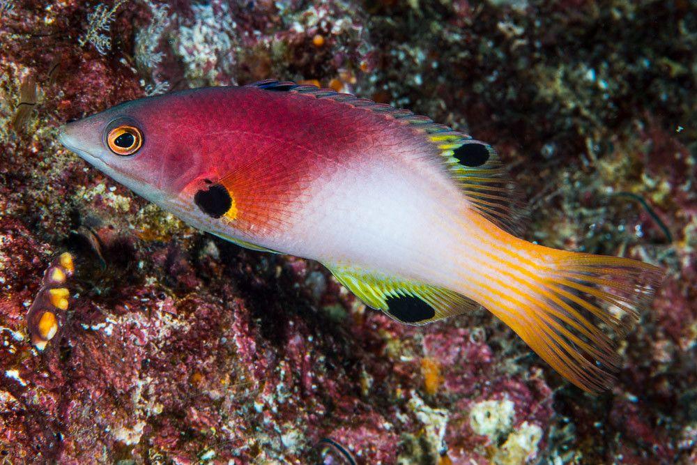 Axilspot Hogfish