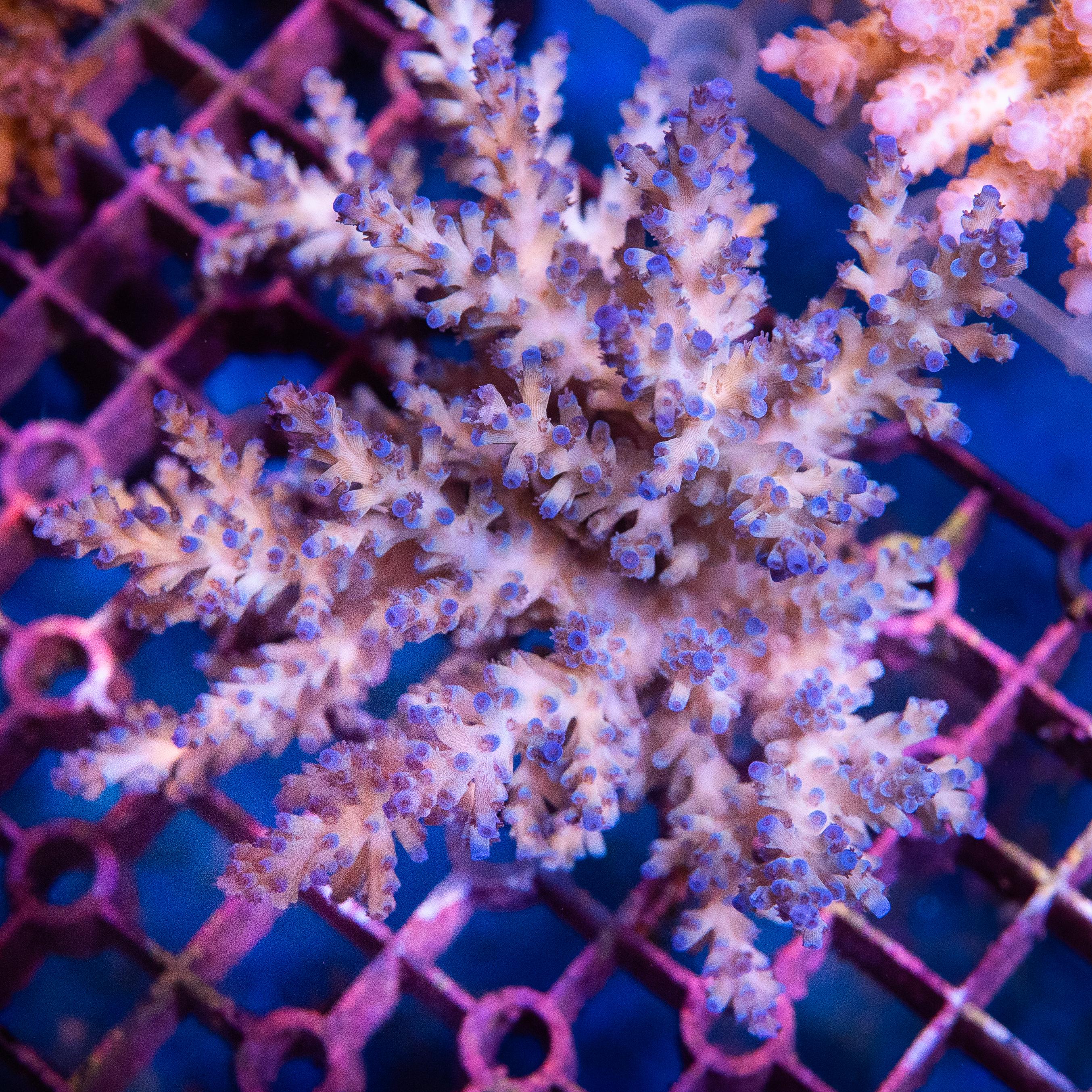 Acropora Colony (EA#367)