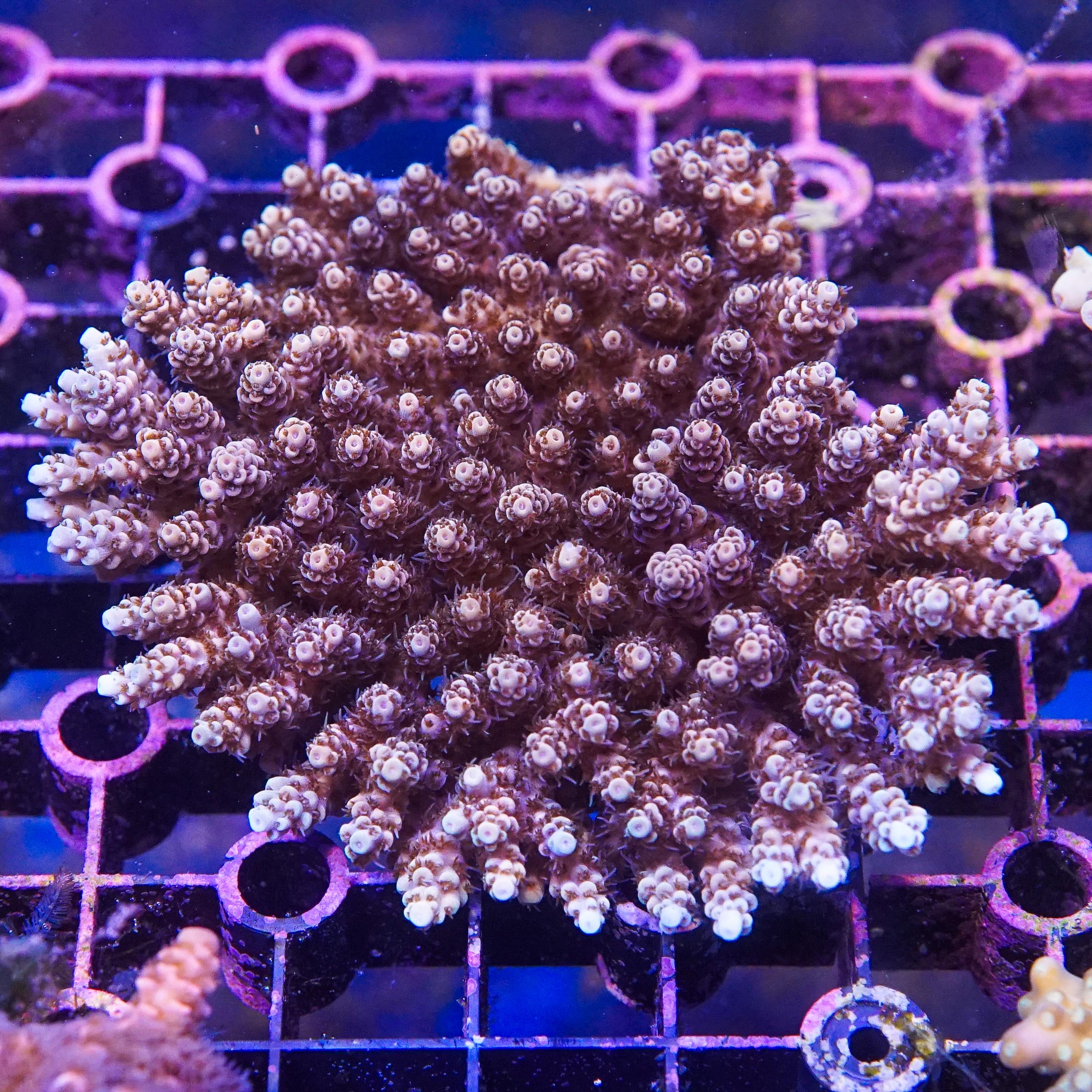 Acropora Colony (EA#418)