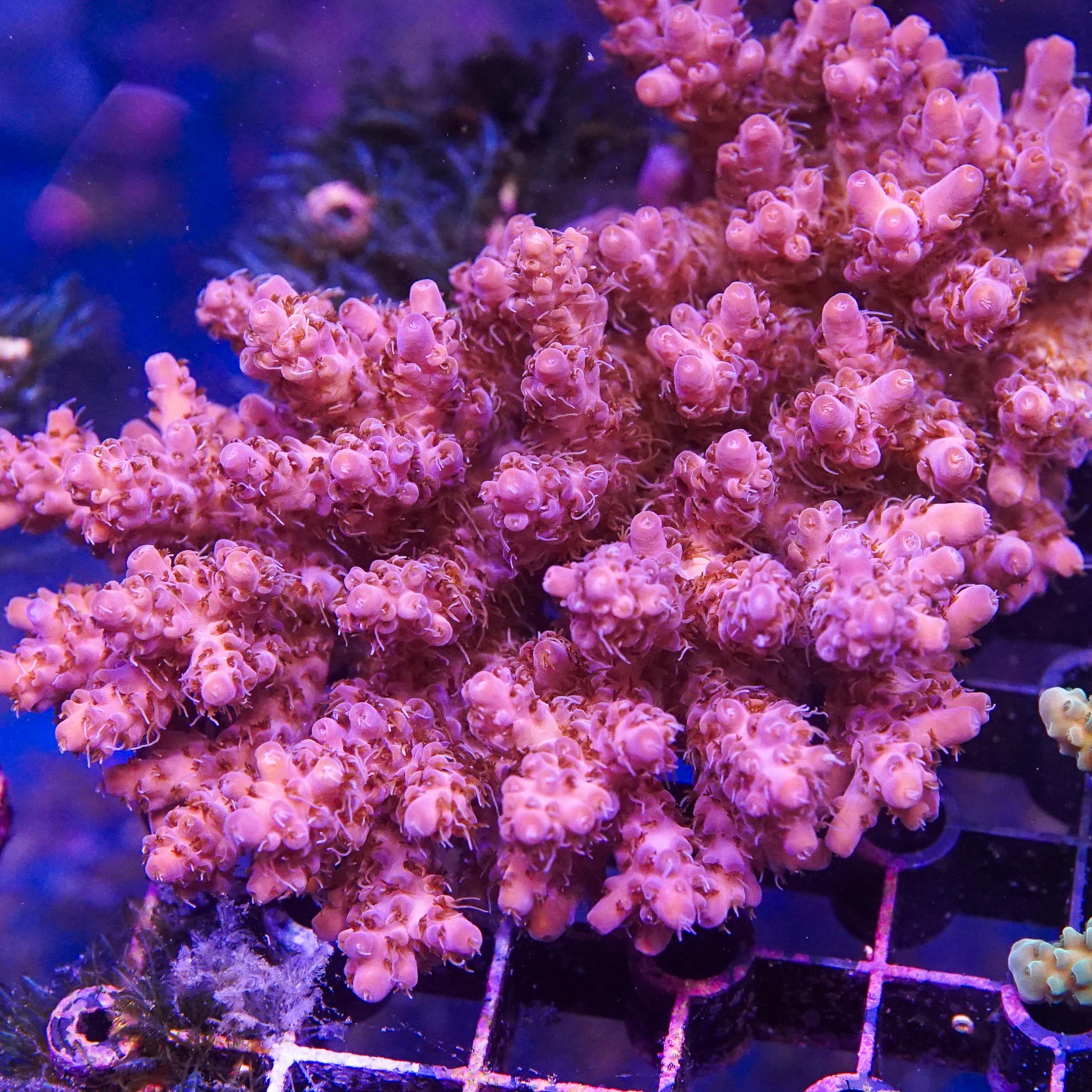 Acropora Colony (EA#416)
