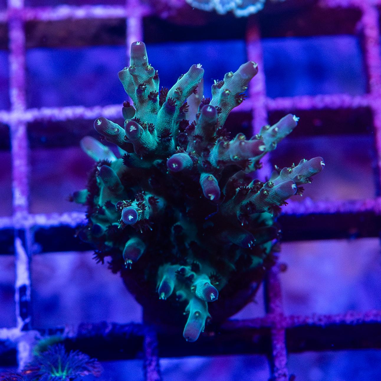 Frag - Acropora