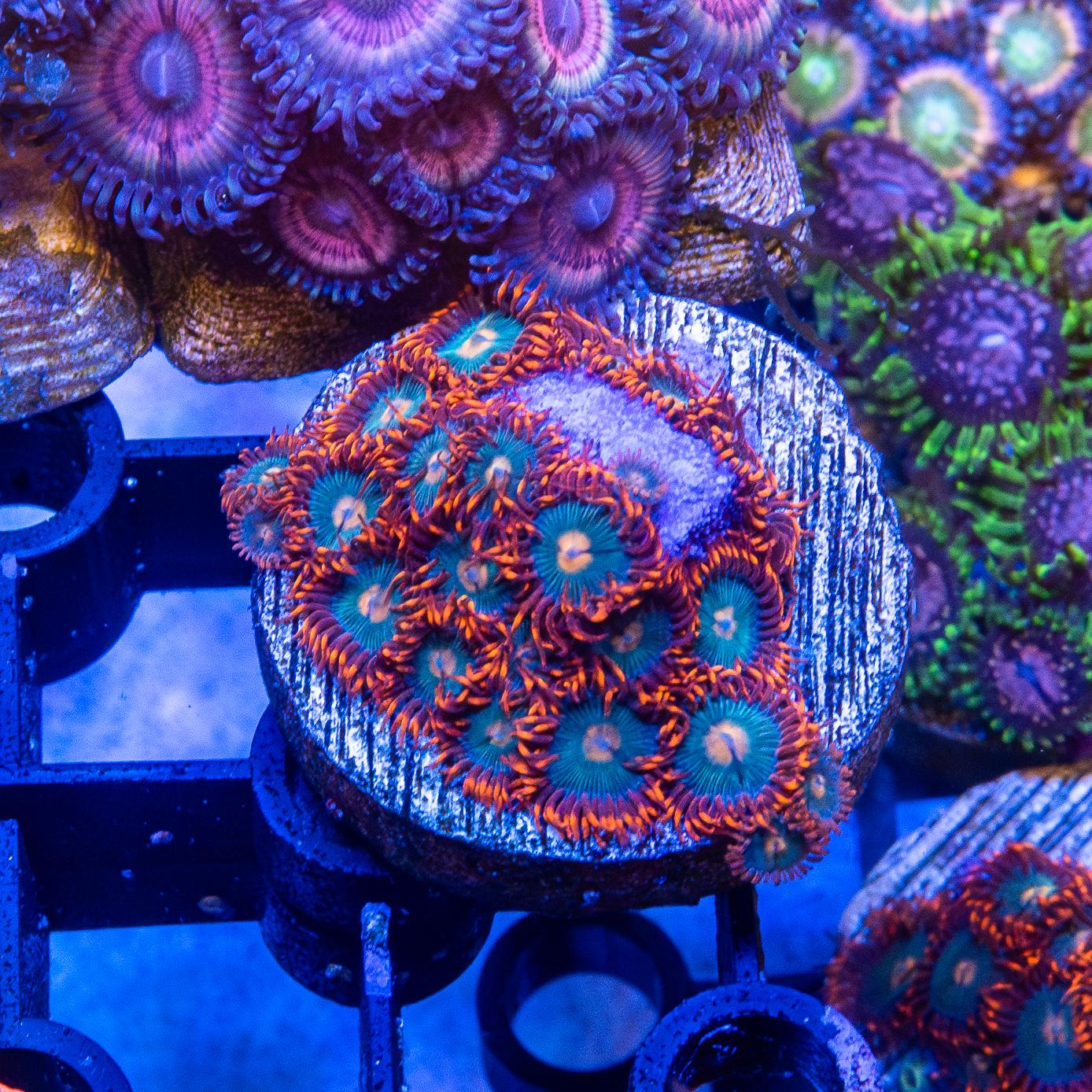 Frag - Zoanthids