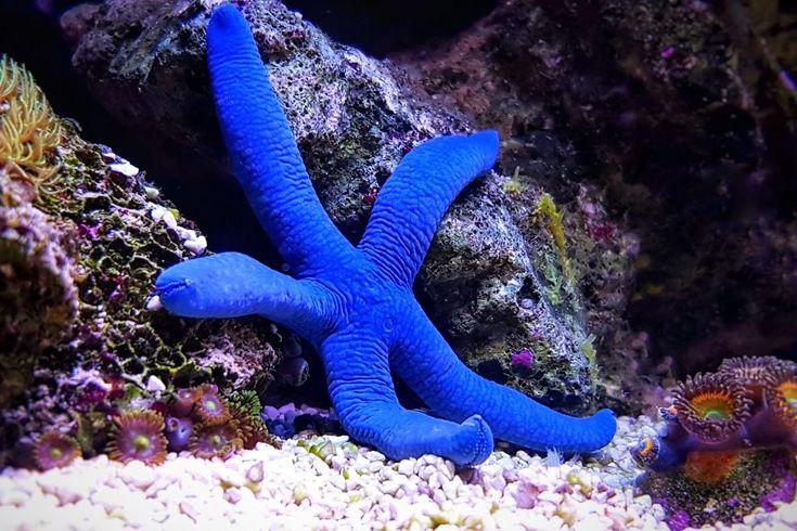 Blue Linckia Starfish