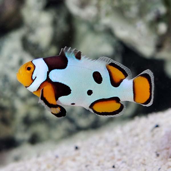 Picasso Clownfish