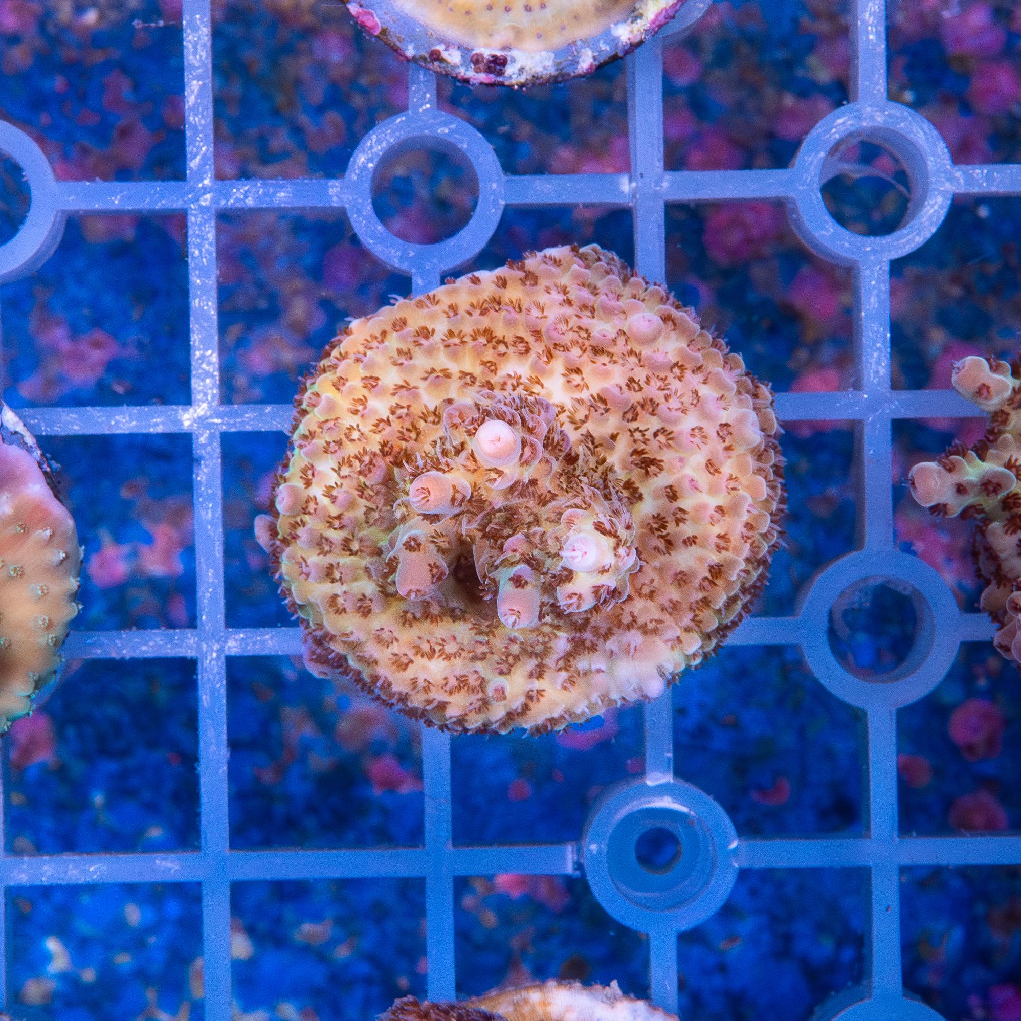 Frag - Acropora