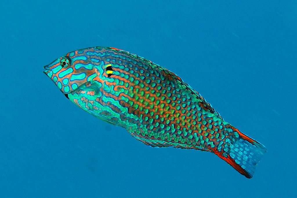 Leopard Wrasse 2