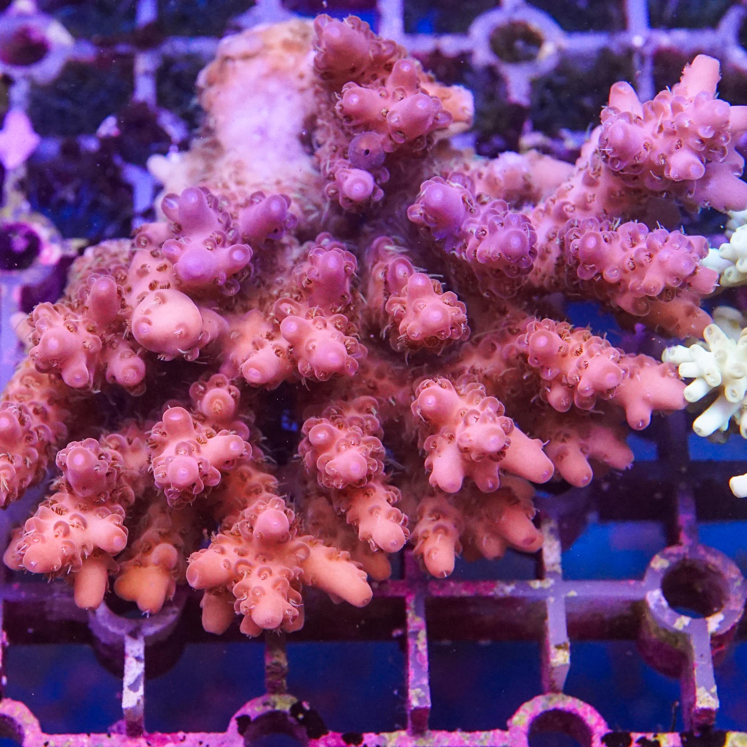 Acropora Colony (EA#424)