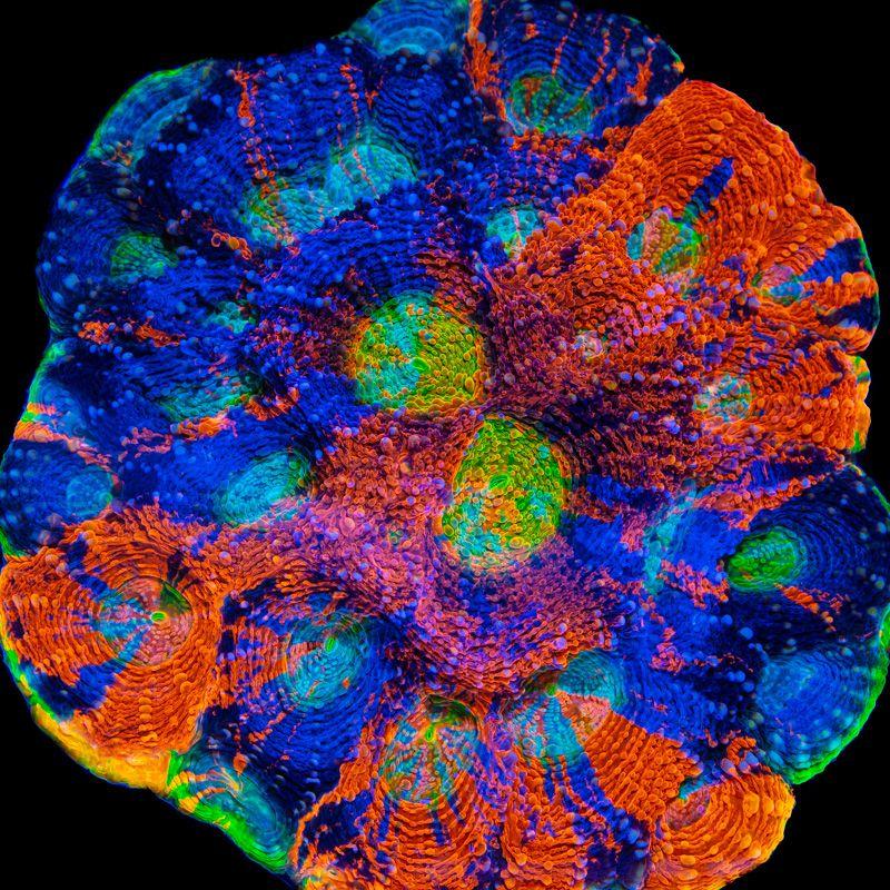 Acanthastrea echinata