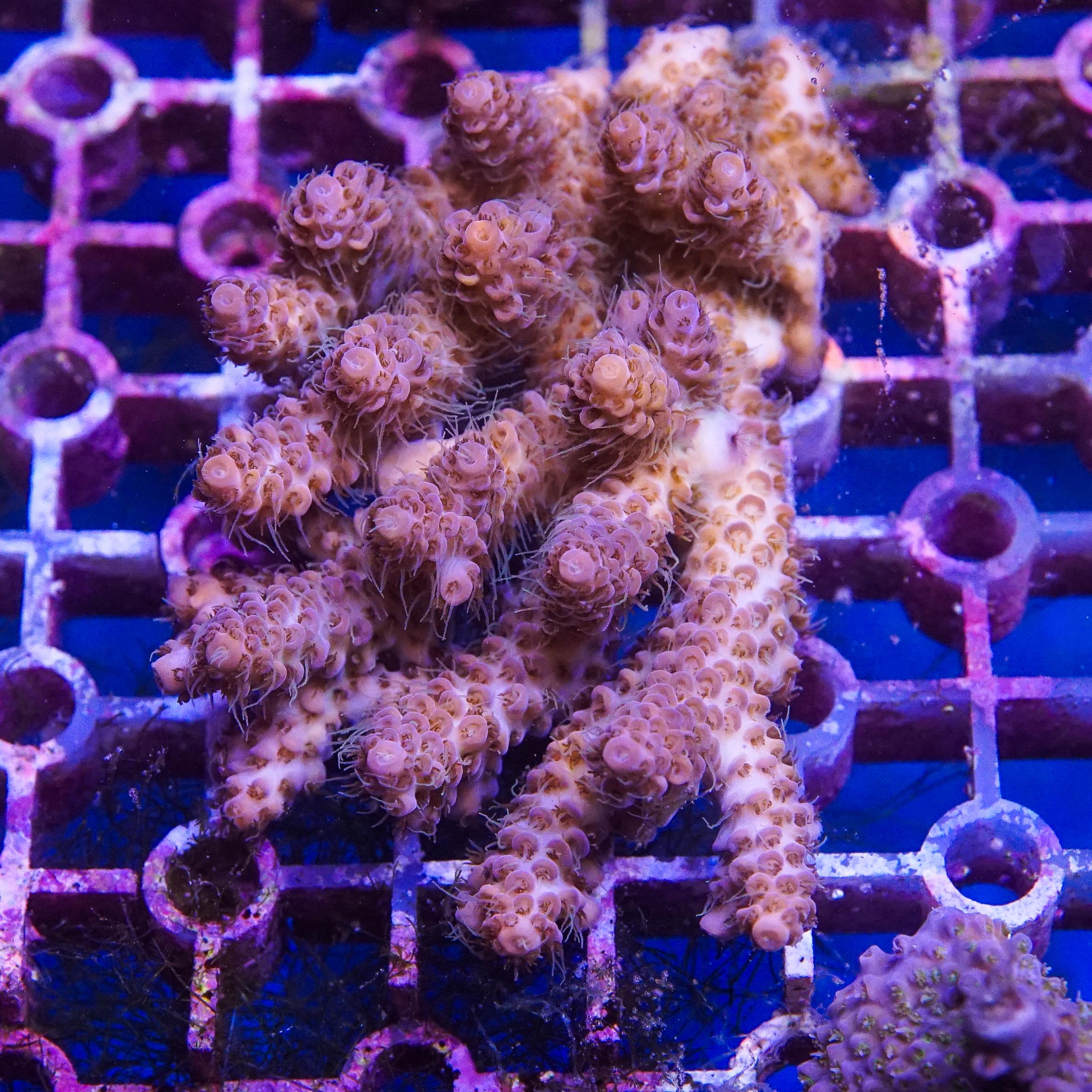 Acropora Colony (EA#403)