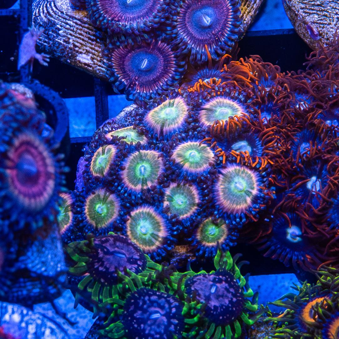 Frag - Zoanthids
