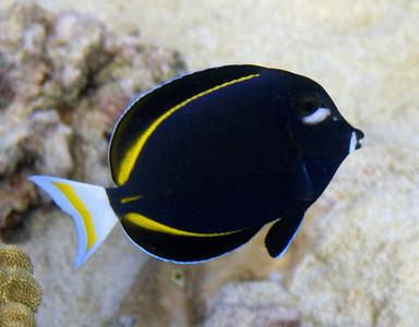 Gold Rim Tang