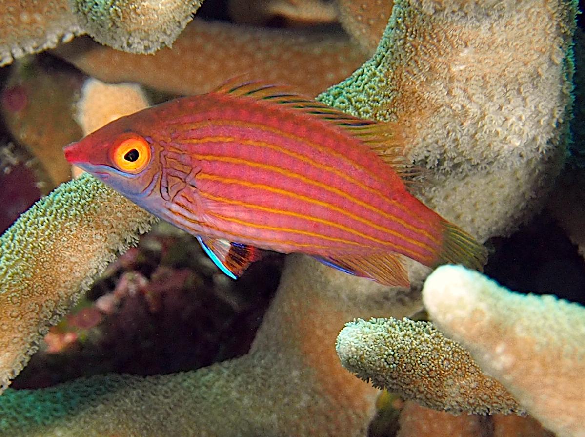 Pink-Streaked Wrasse