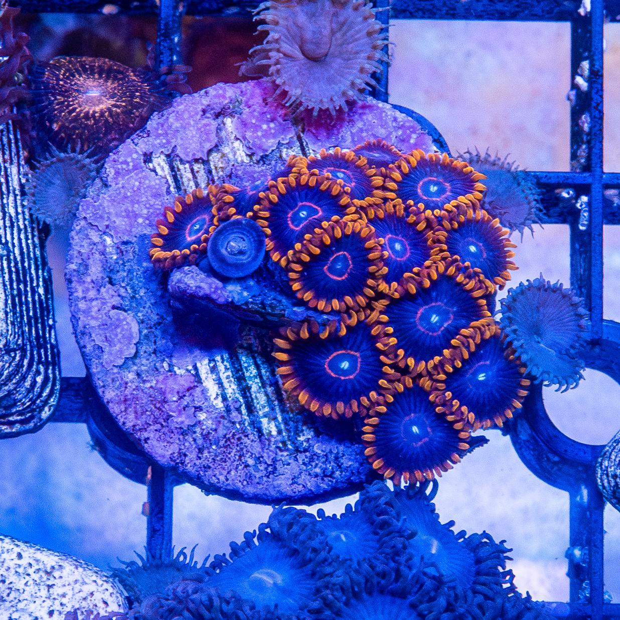 Frag - Zoanthids