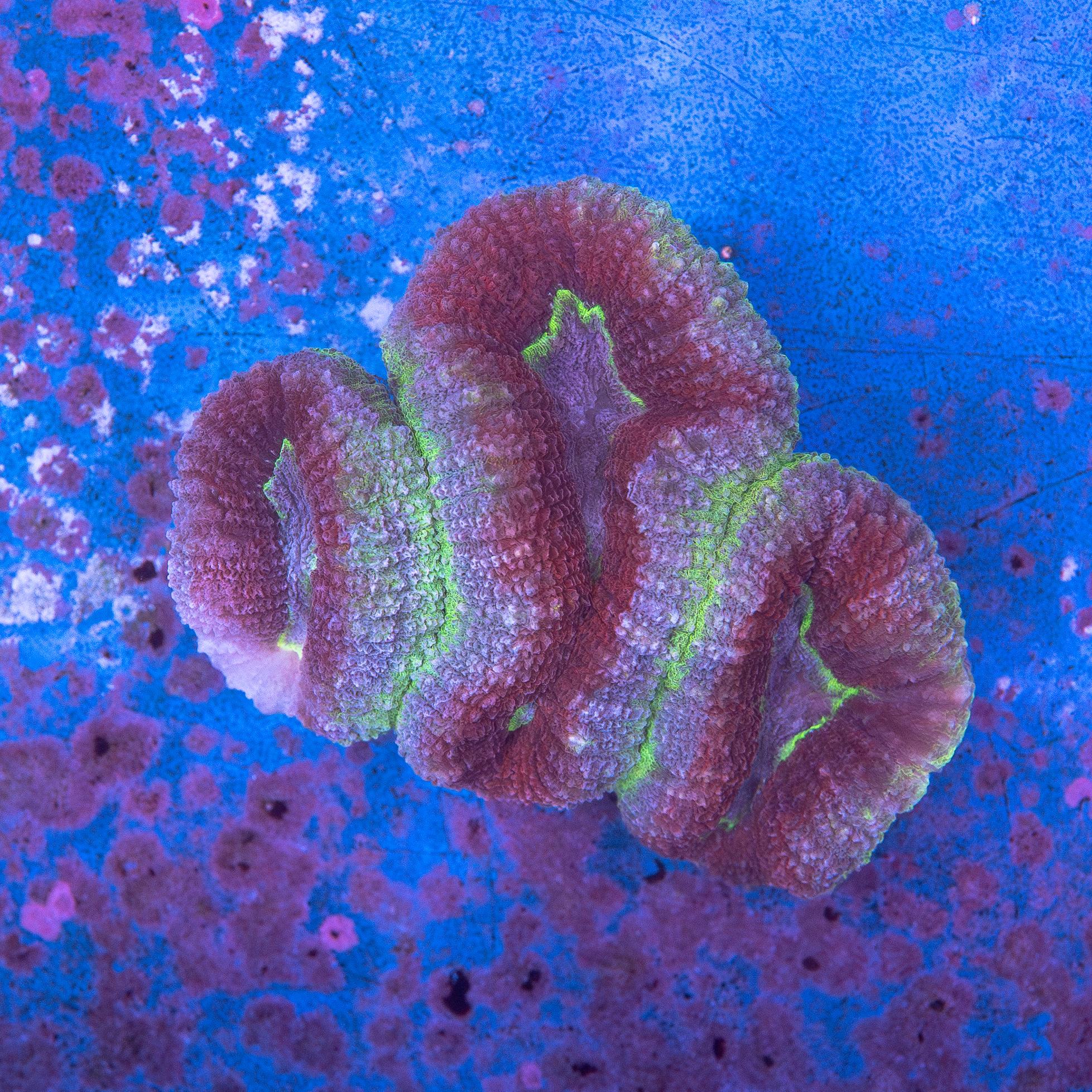Lobophyllia (EA#220)