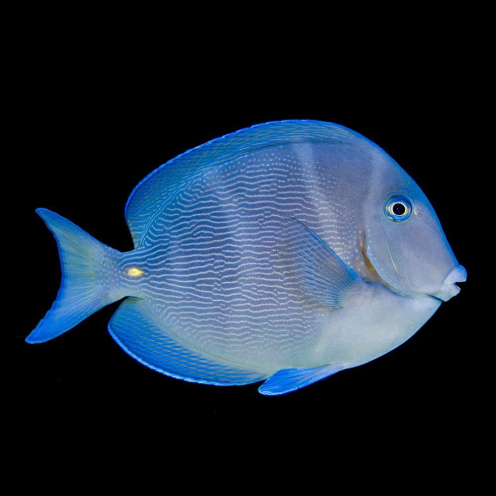 Atlantic Blue Tang