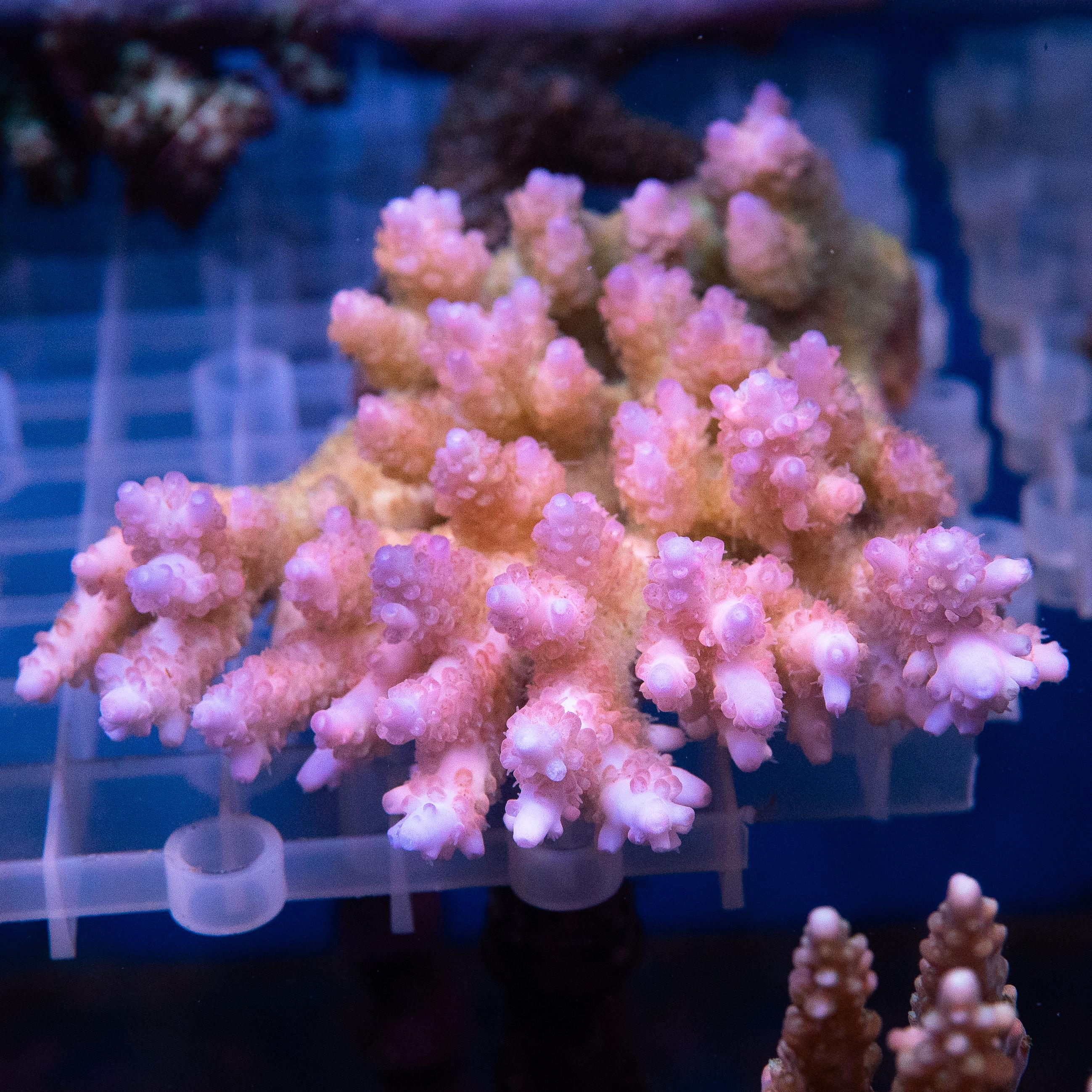 Acropora Colony (EA#455)