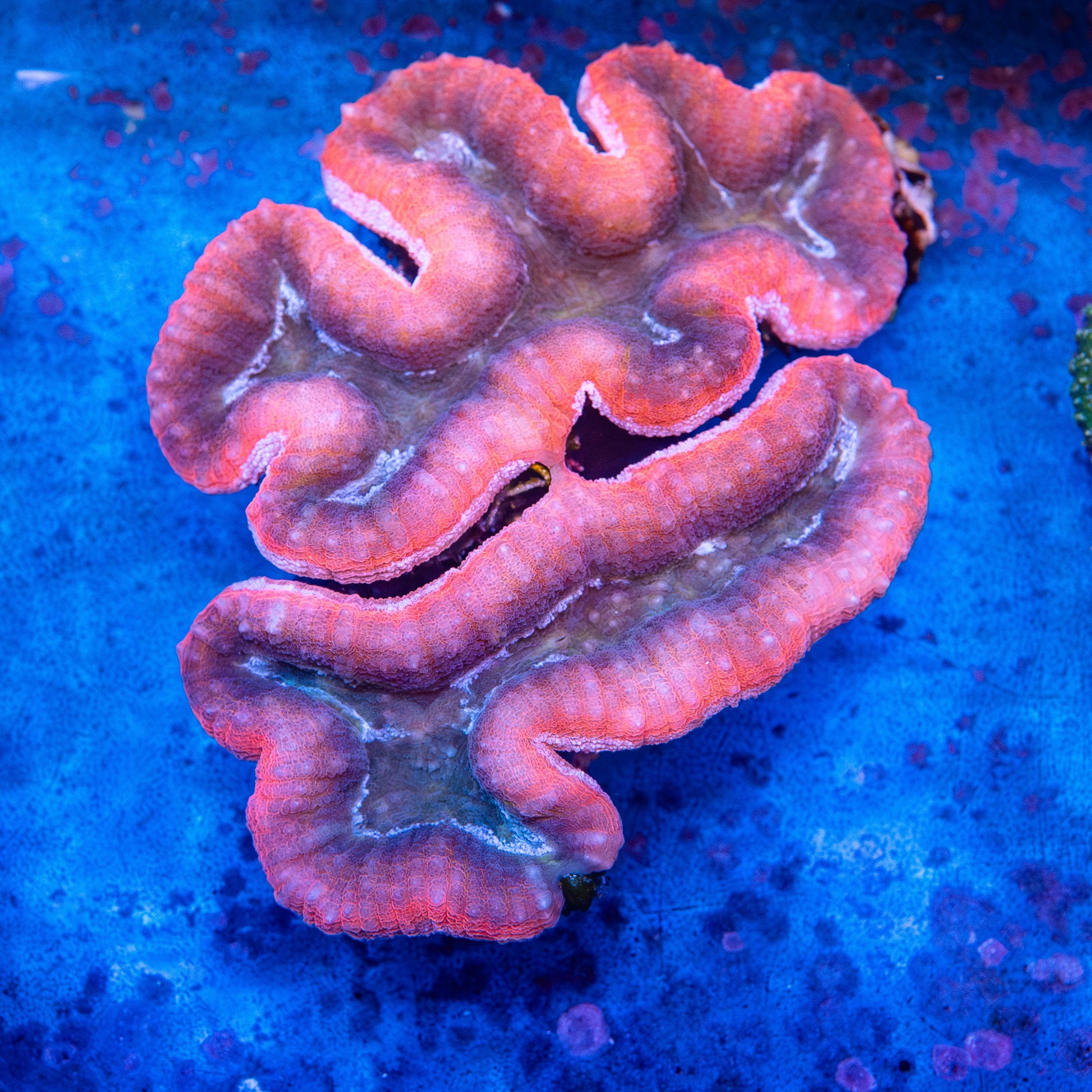 Lobophyllia (EA#222)