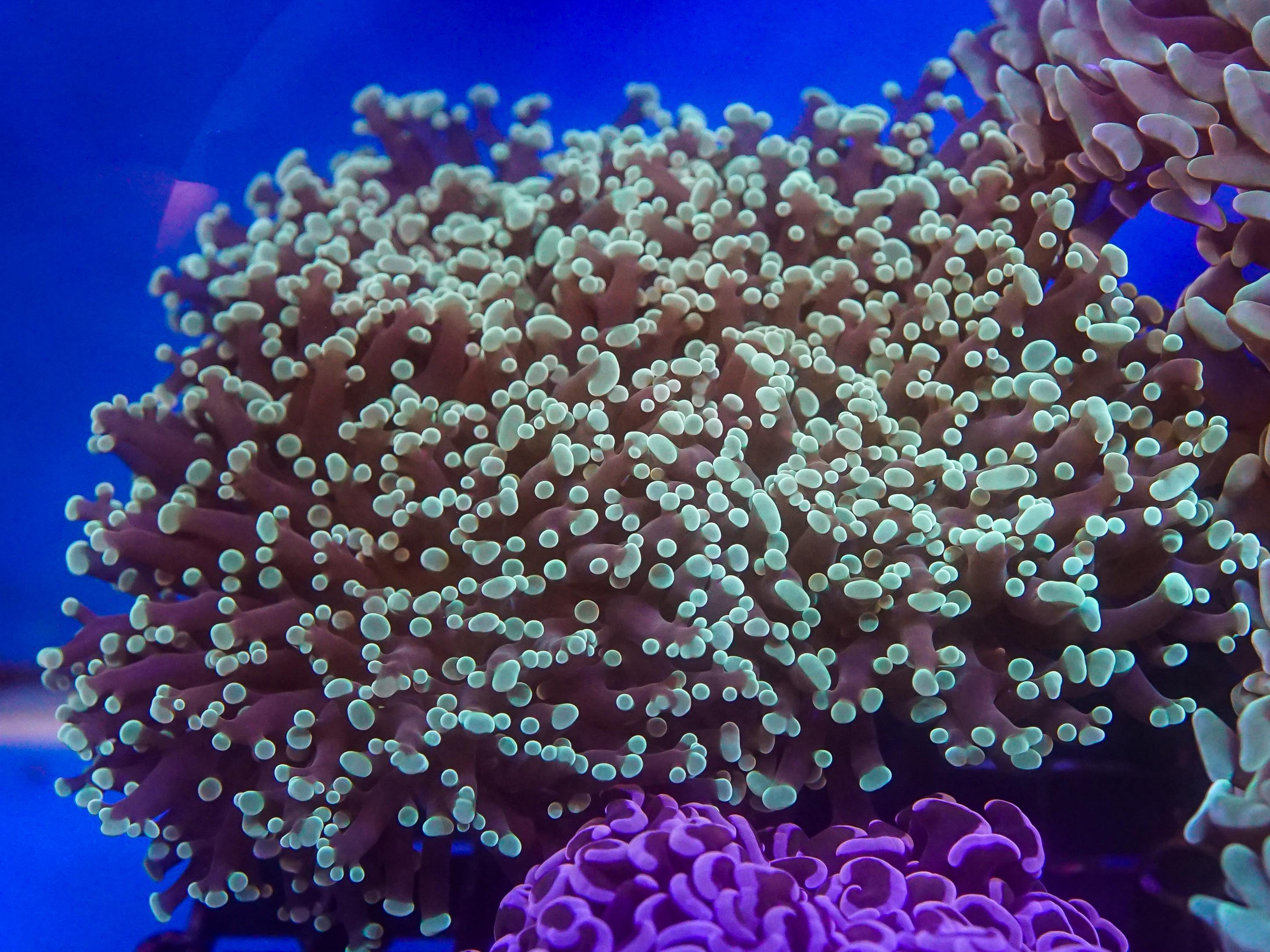 Green Frogspawn (EA#86)