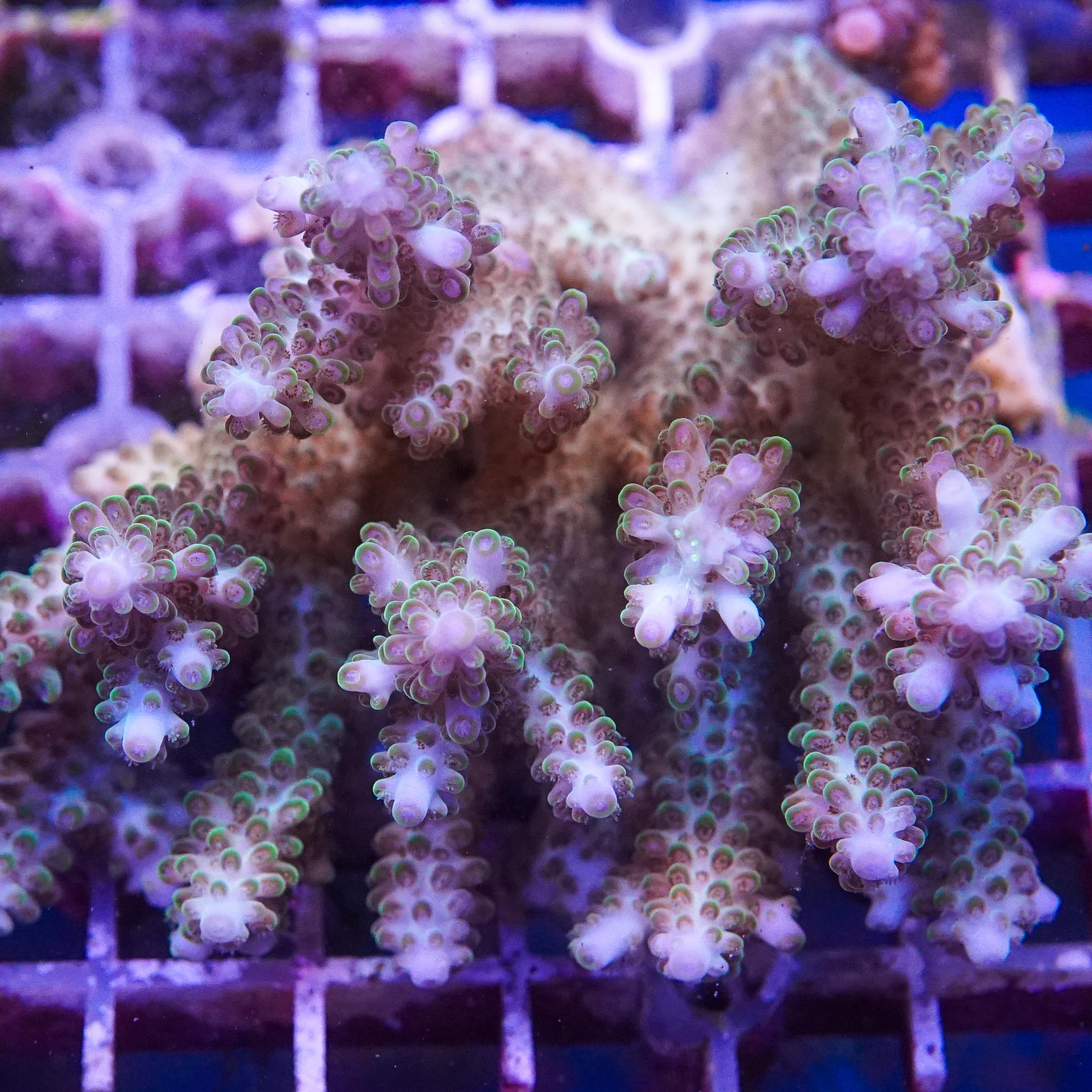 Acropora Colony (EA#423)
