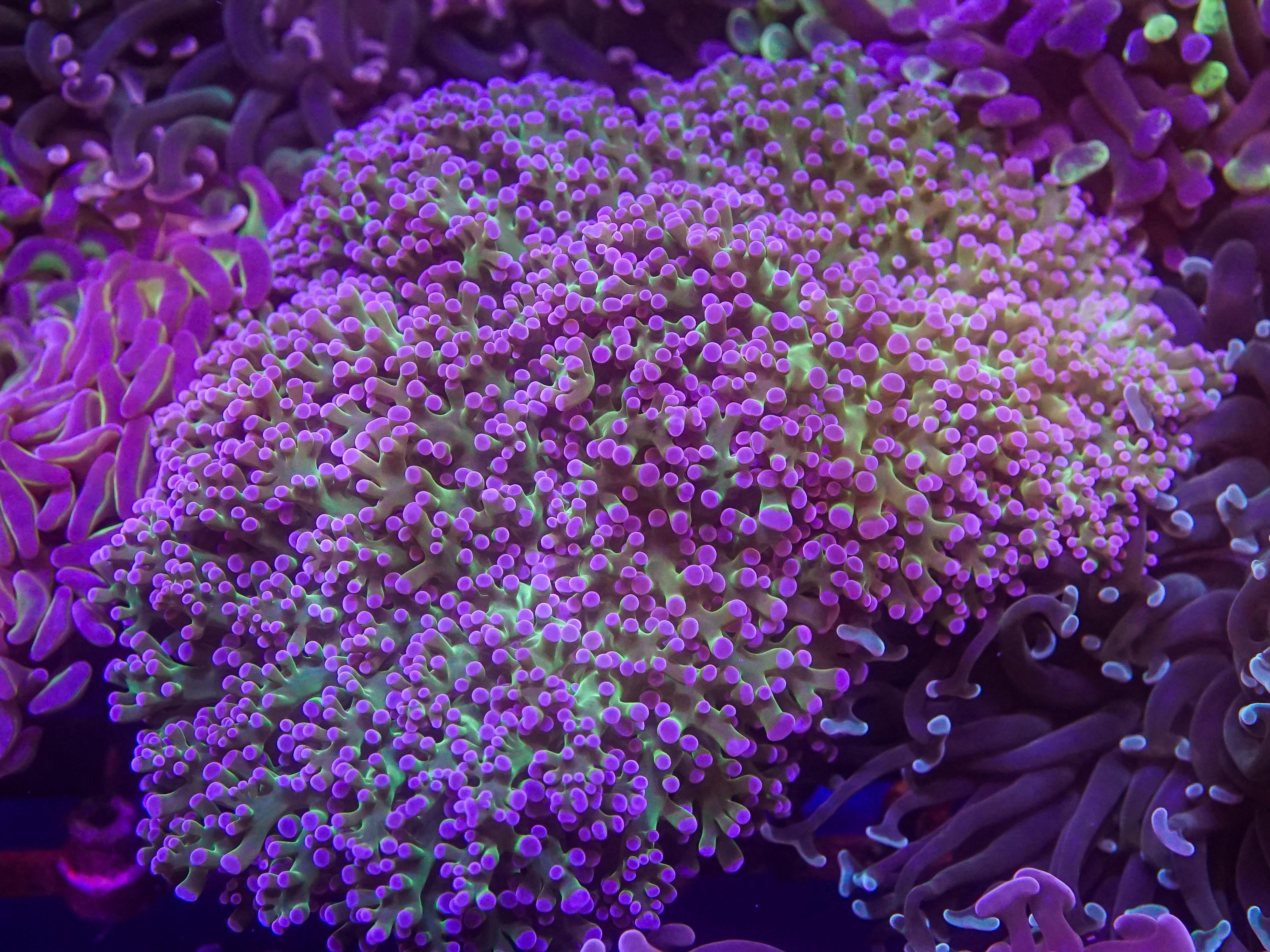 Reverse Frogspawn (EA#102)