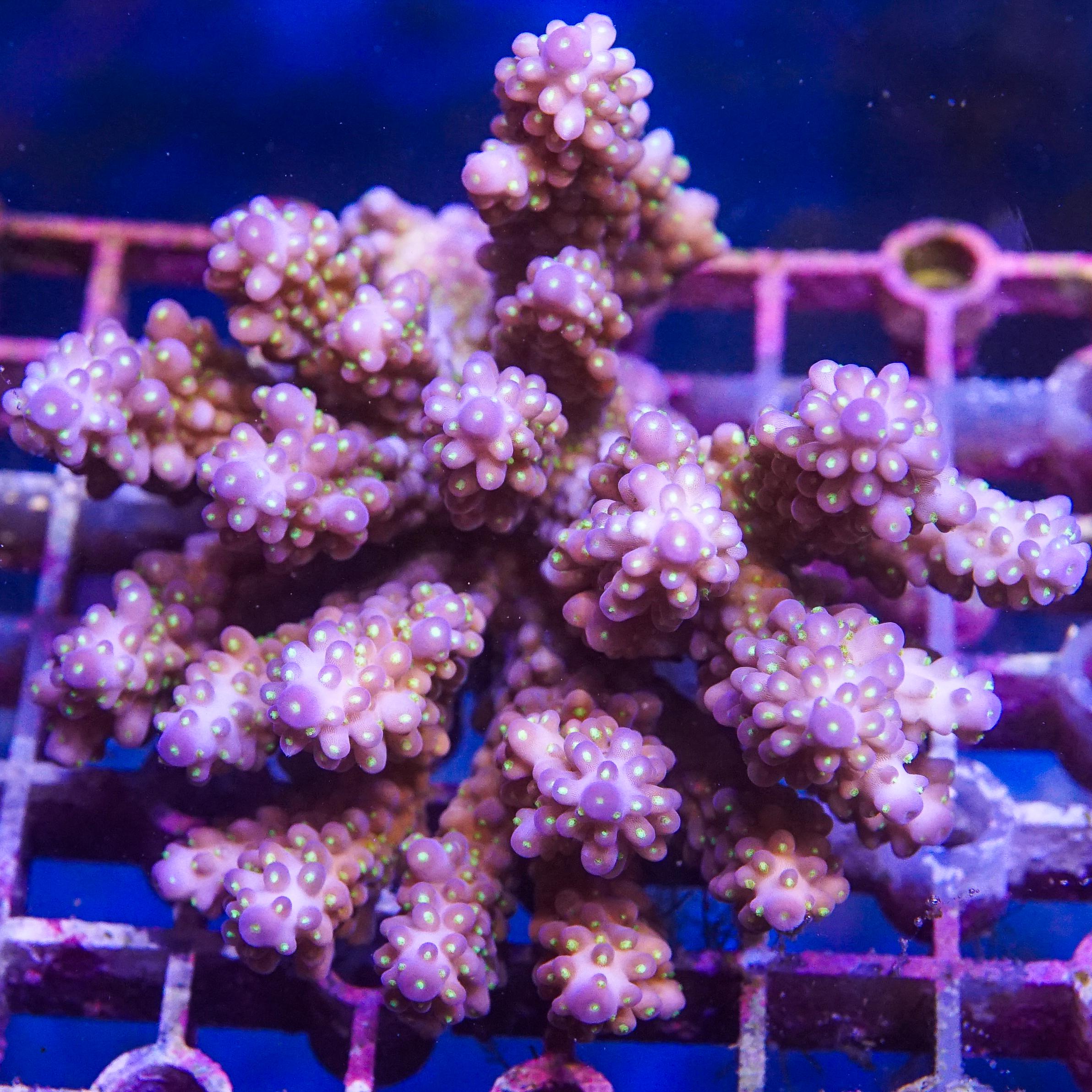 Acropora Colony (EA#408)