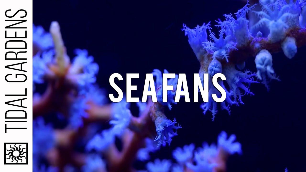 Sea Fan