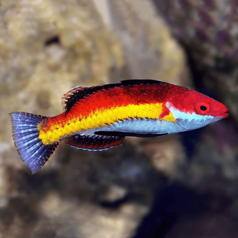 Naoko's Fairy Wrasse