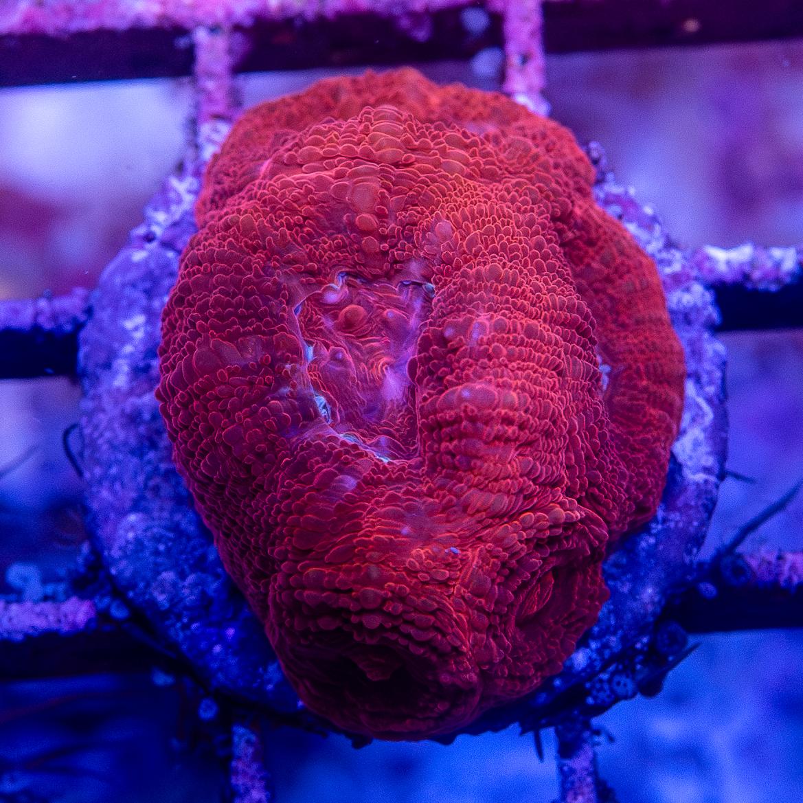 Frag - Micromussa lordhowensis