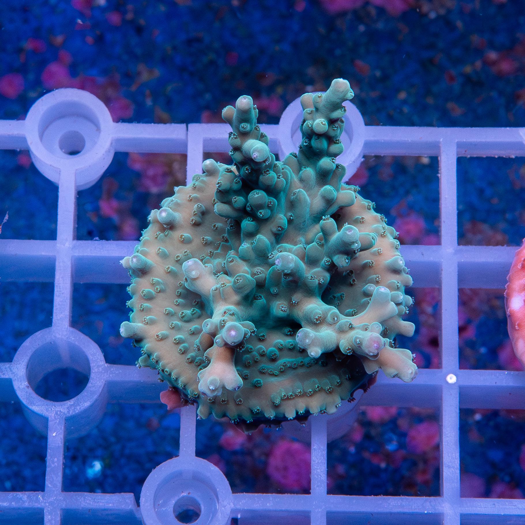 Frag - Acropora