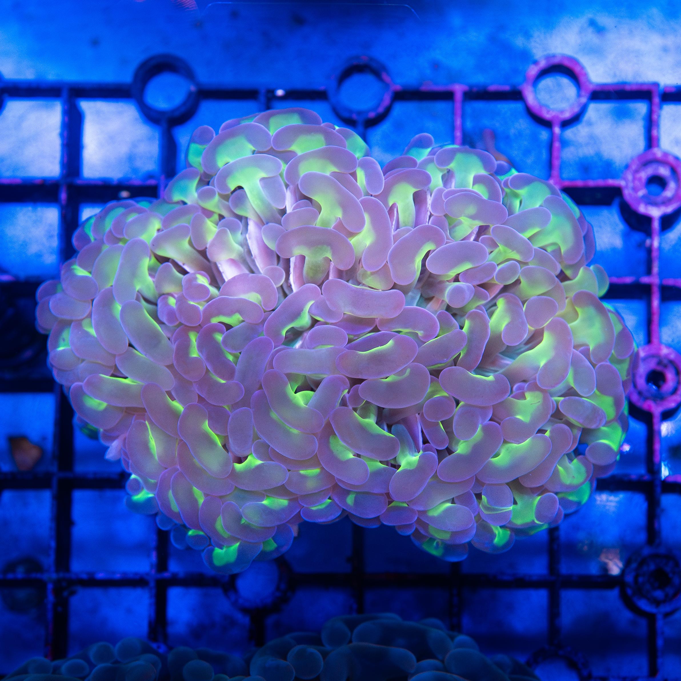 Reverse Hammer (EA#28)