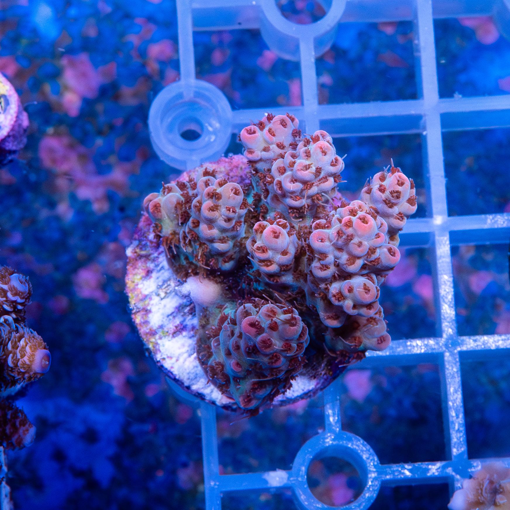 Frag - Acropora