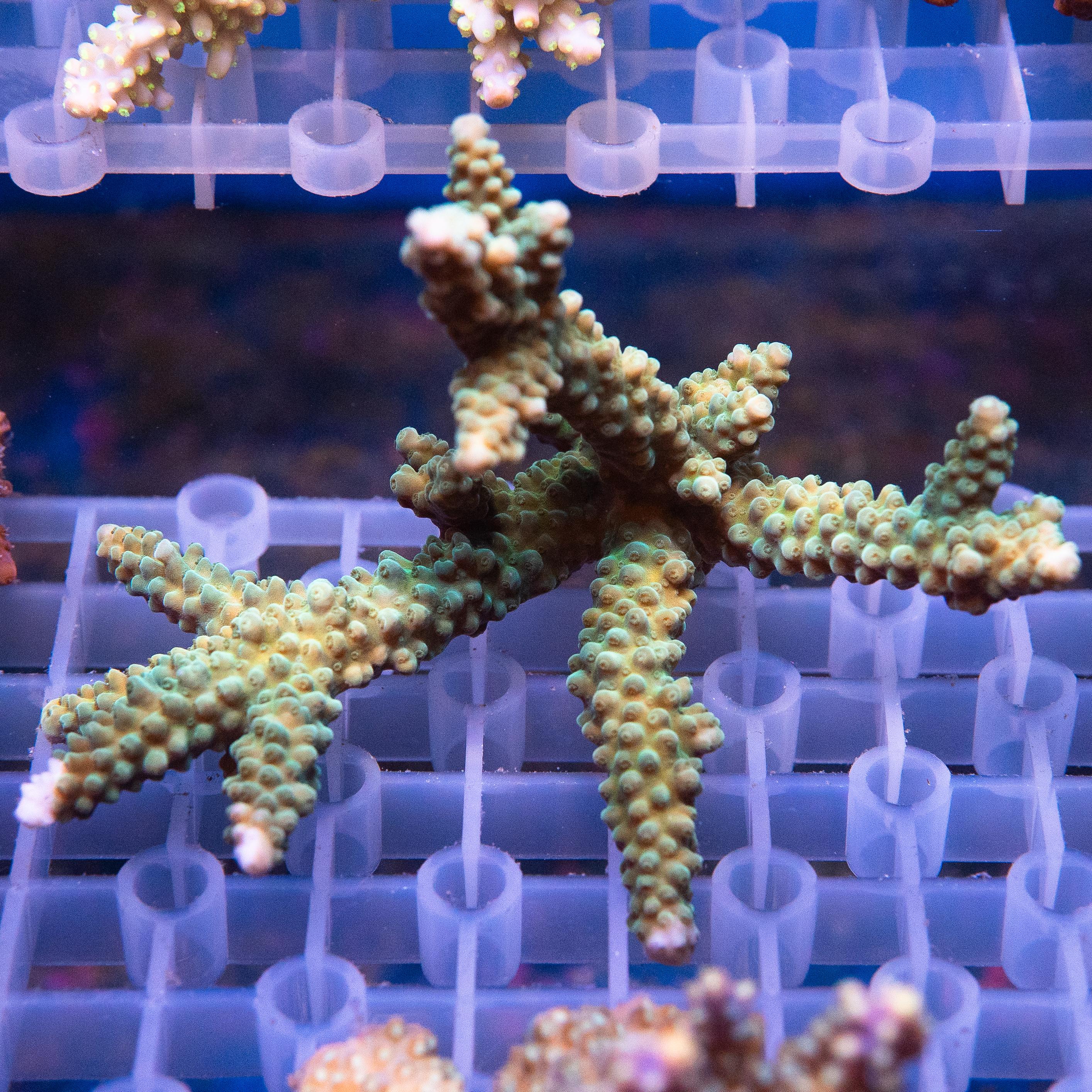 Acropora Colony (EA#417)
