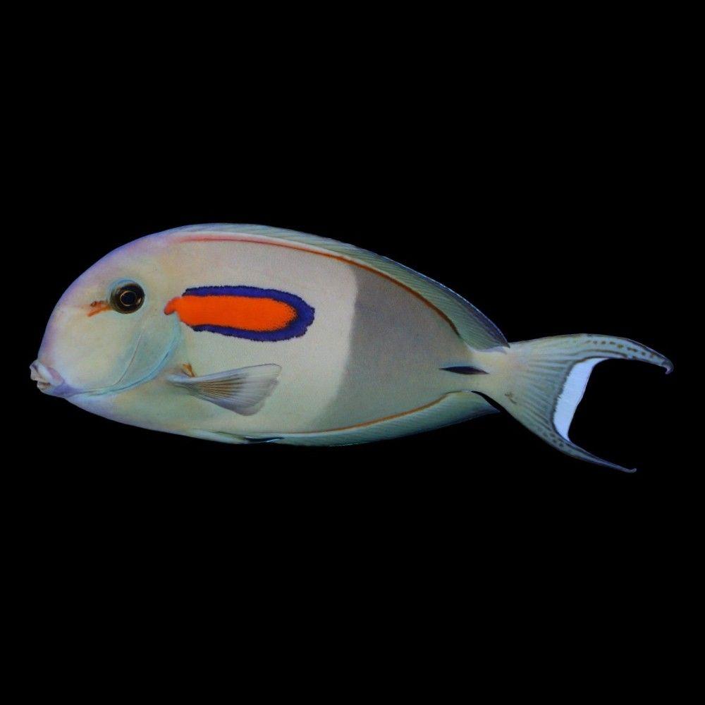 Orange Shoulder Tang