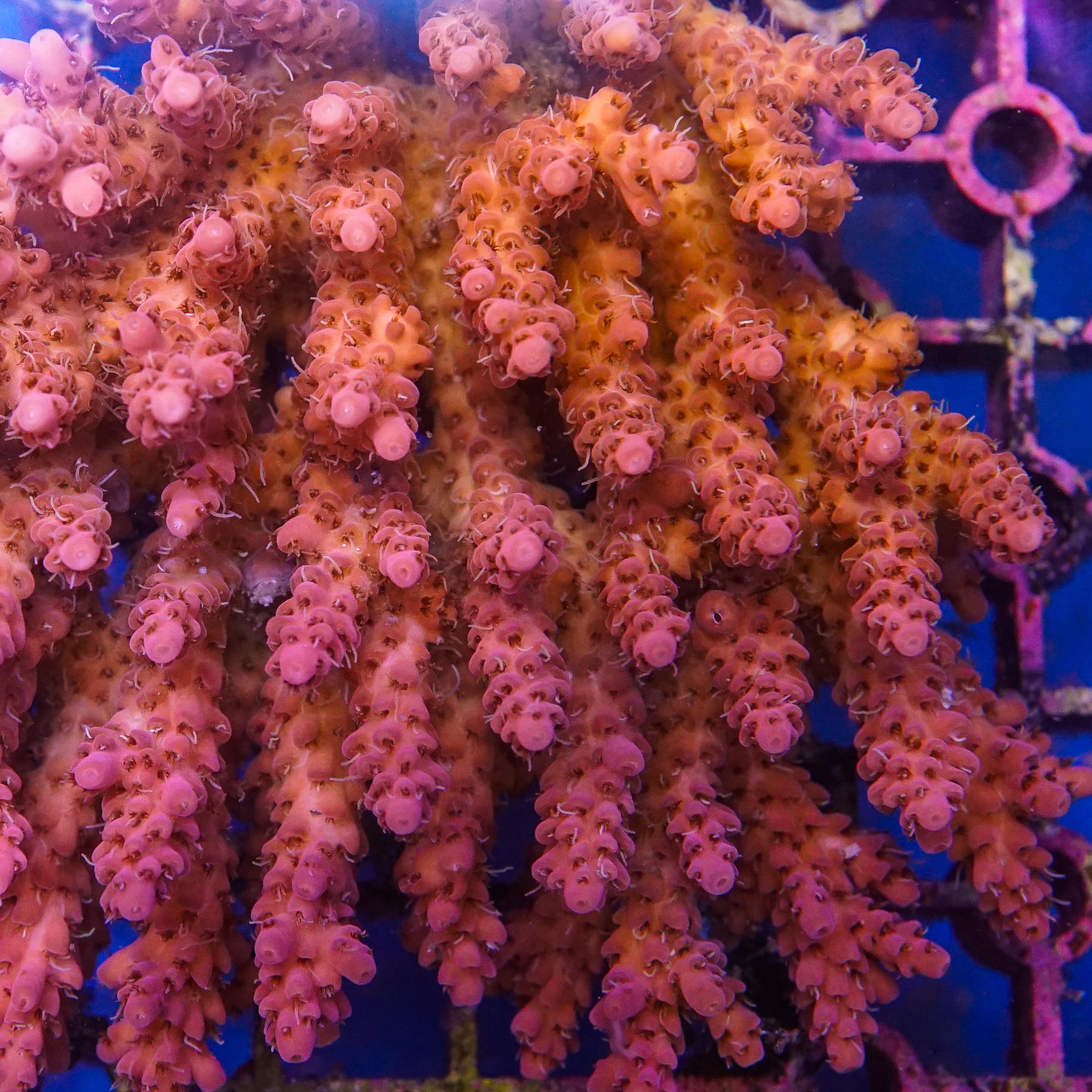 Acropora Colony (EA#397)