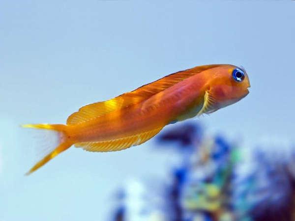 Gold Midas Blenny