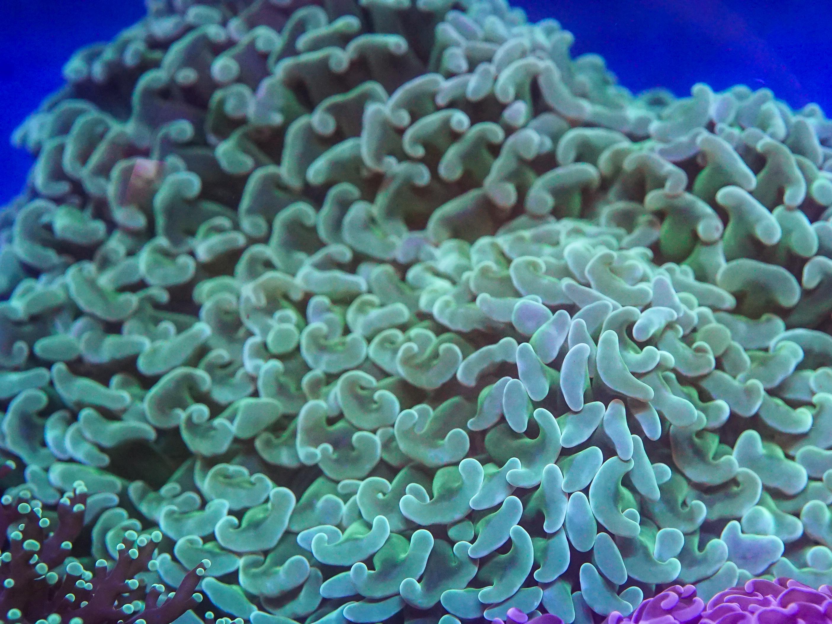 Green Hammer (EA#89)