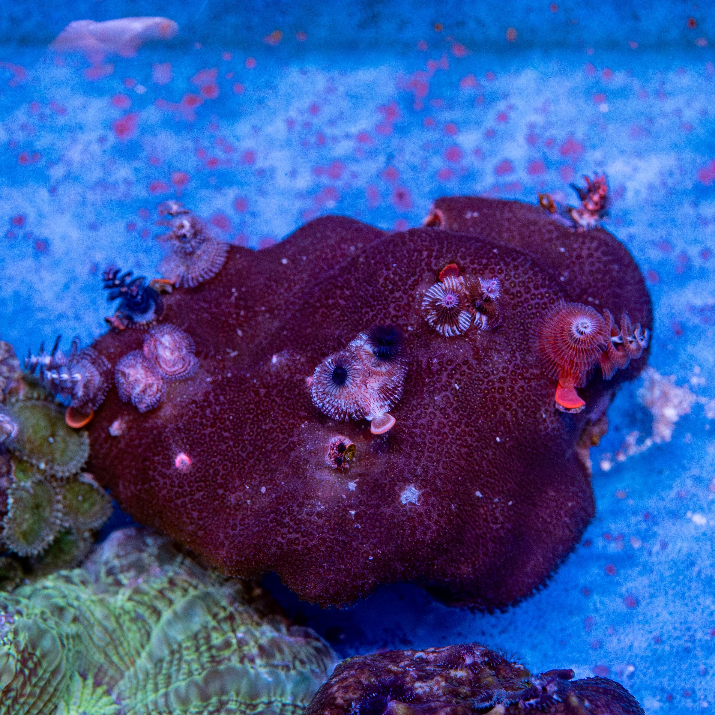Christmas Tree Worm Rock (EA#169)