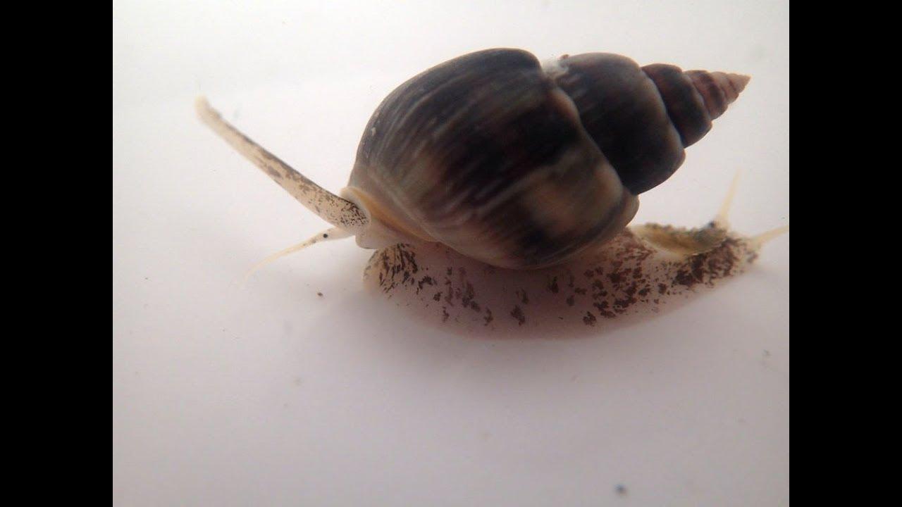 Nassarius Snail