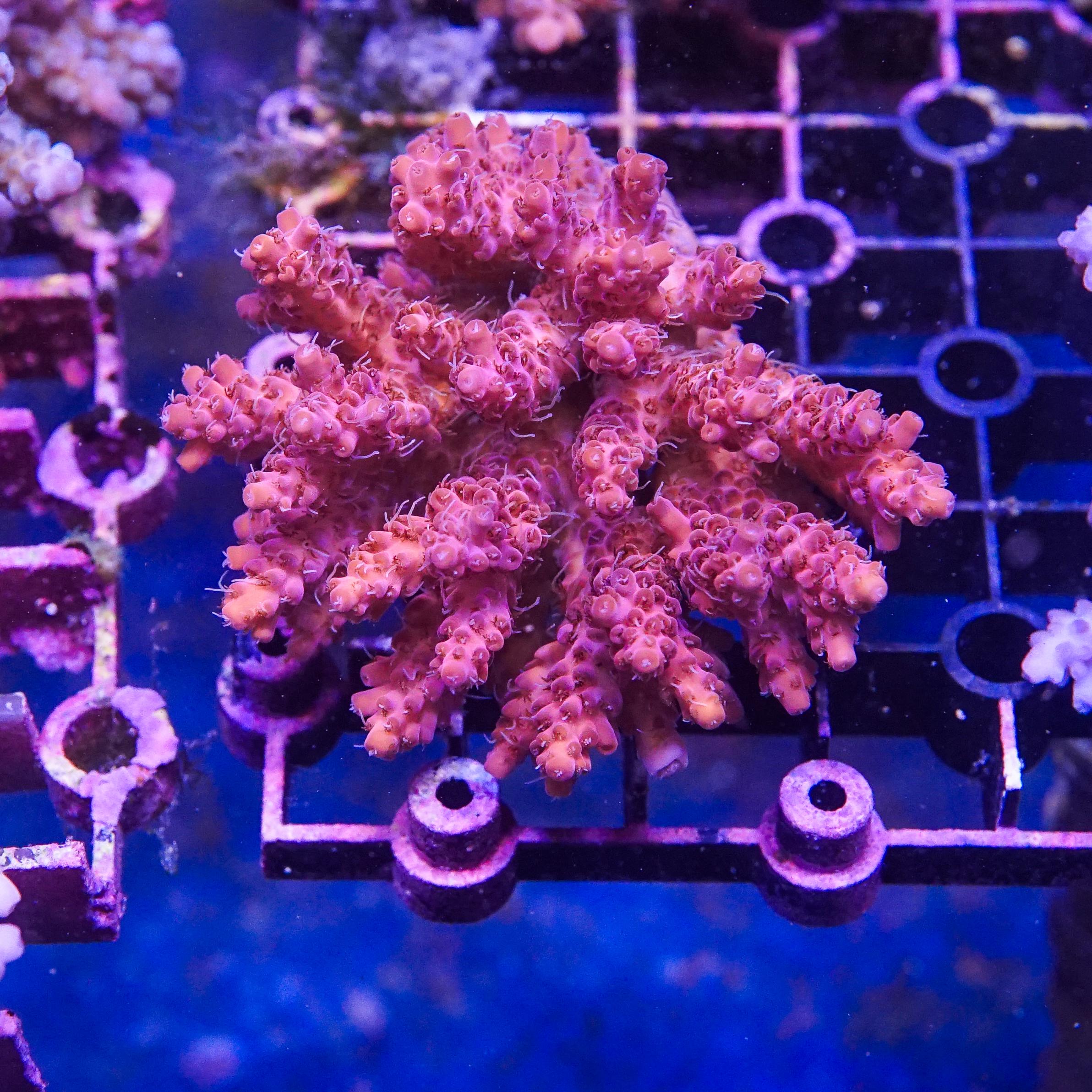 Acropora Colony (EA#411)