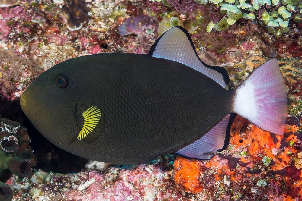 Pinktail Trigger Fish