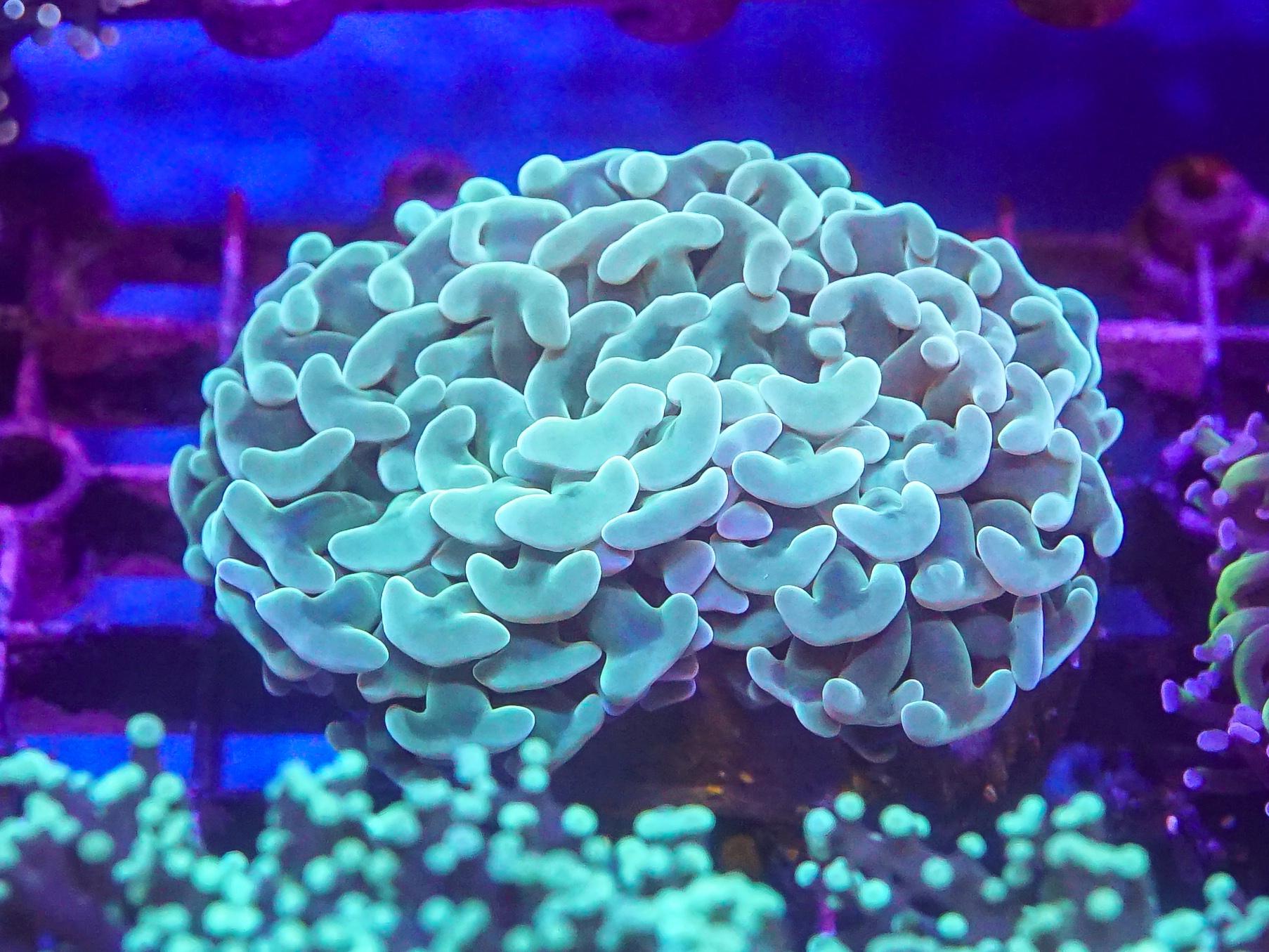 Green Hammer (EA#56)