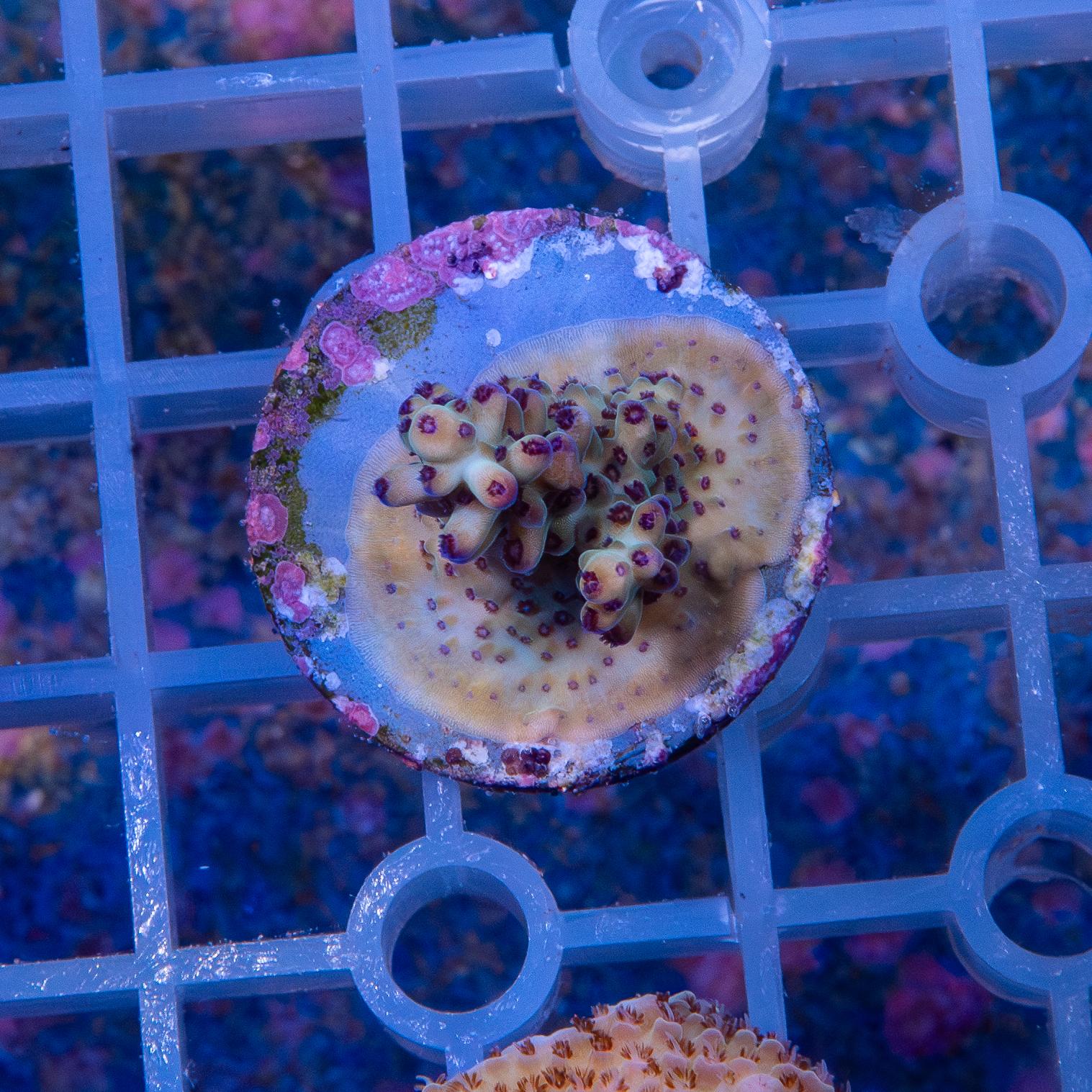 Frag - Acropora