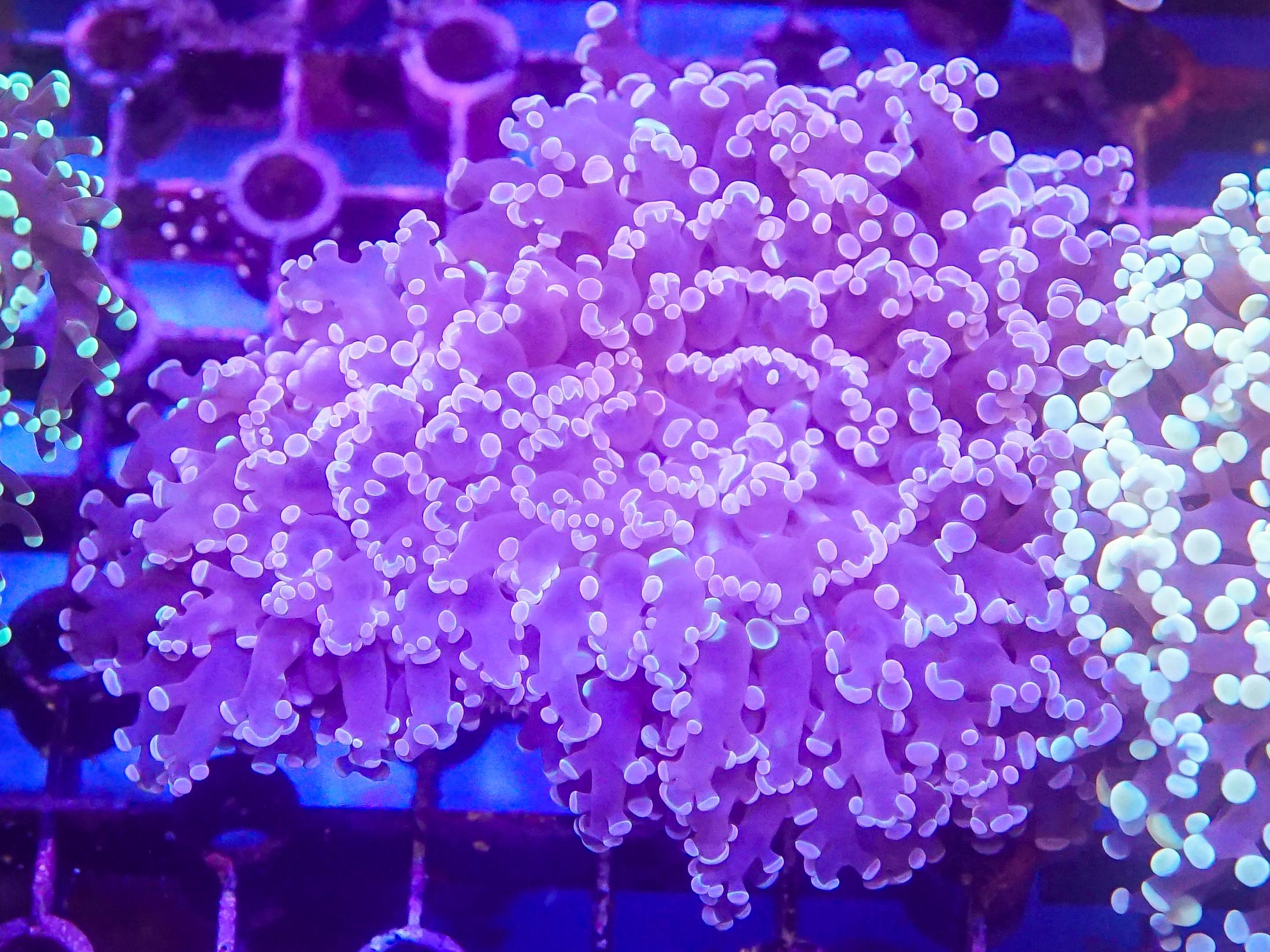 Pink/Purple Frogspawn (EA#20)