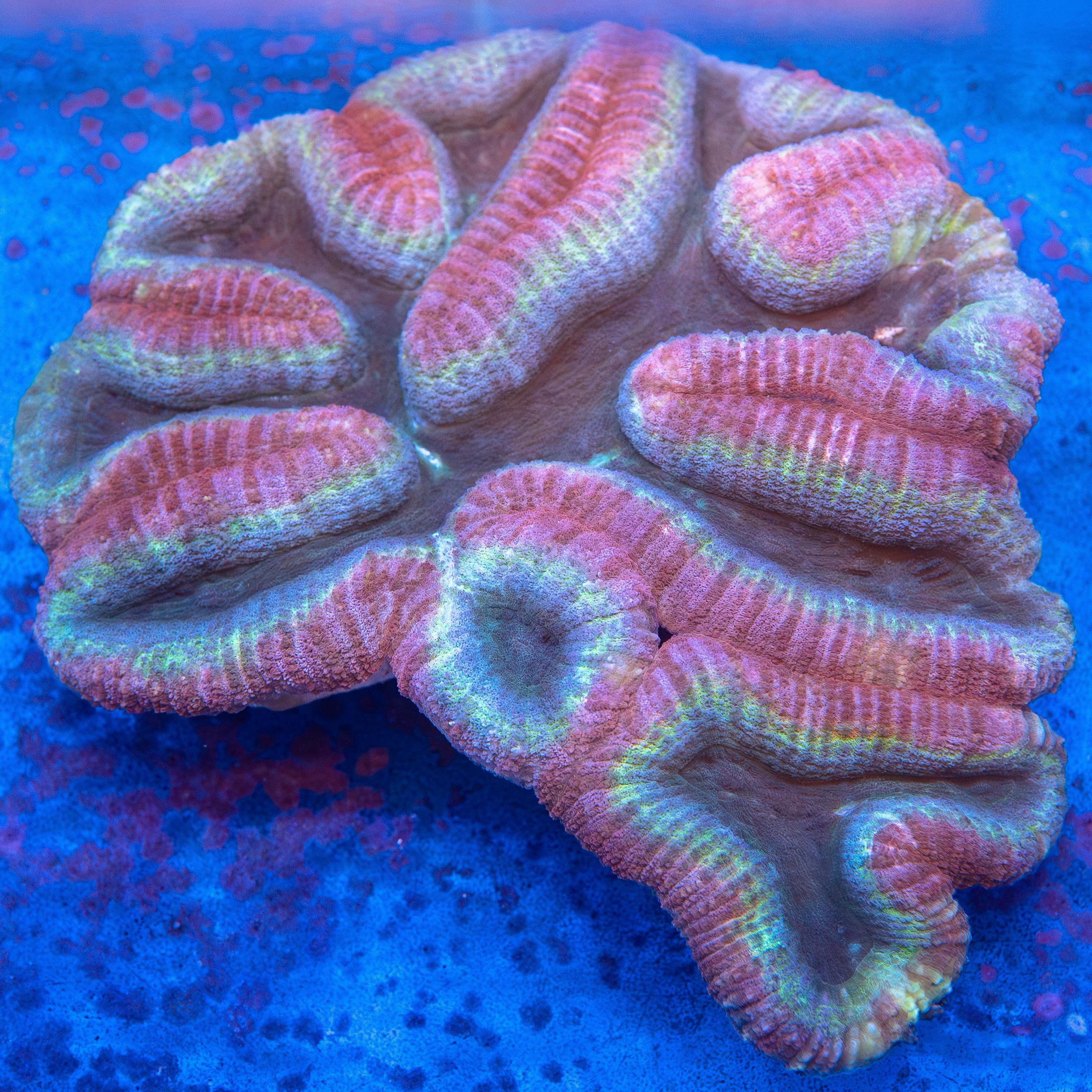 Lobophyllia (EA#225)
