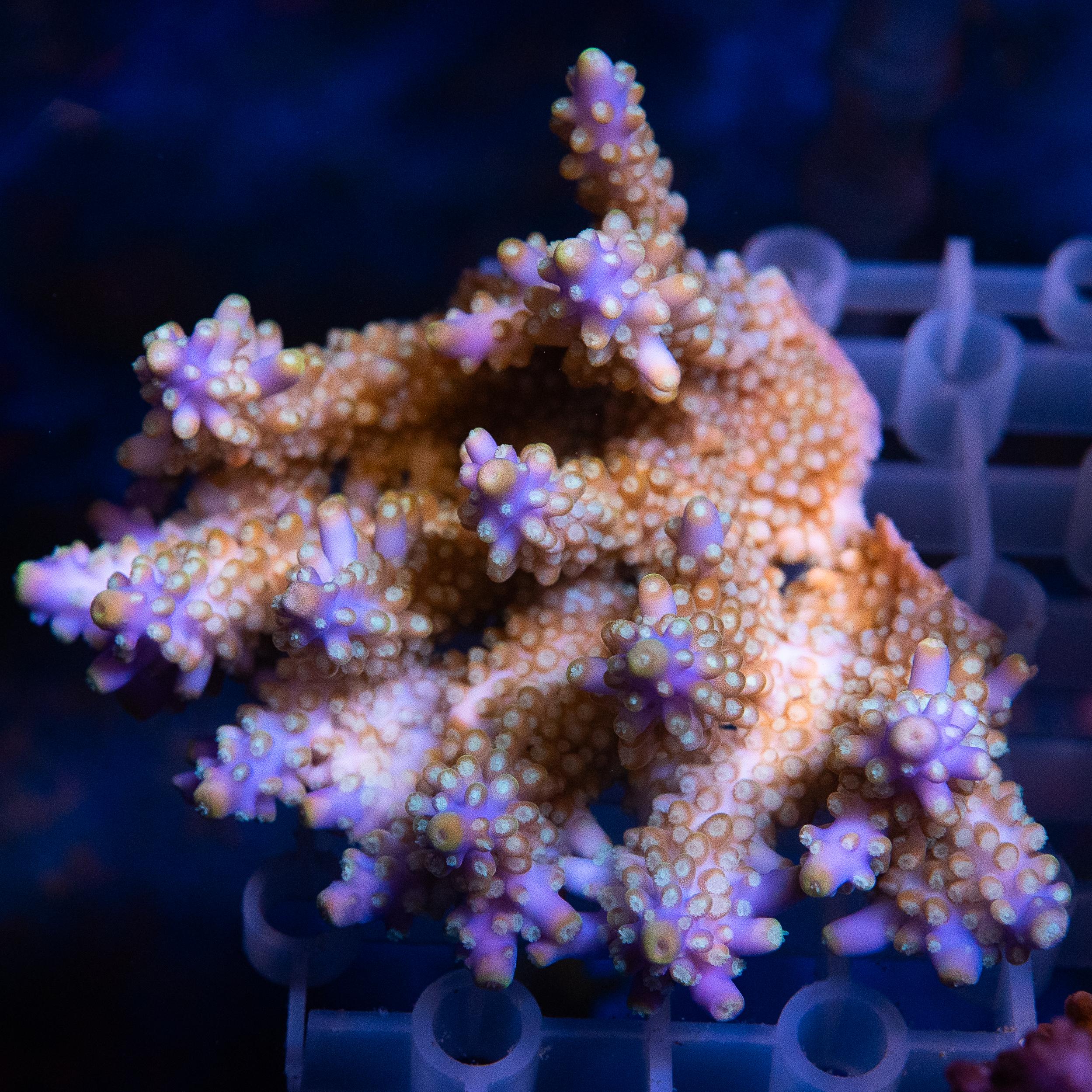 Acropora Colony (EA#406)