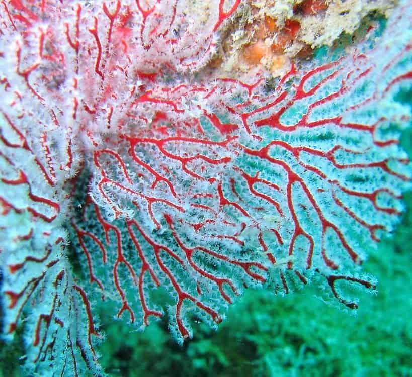Gorgonian