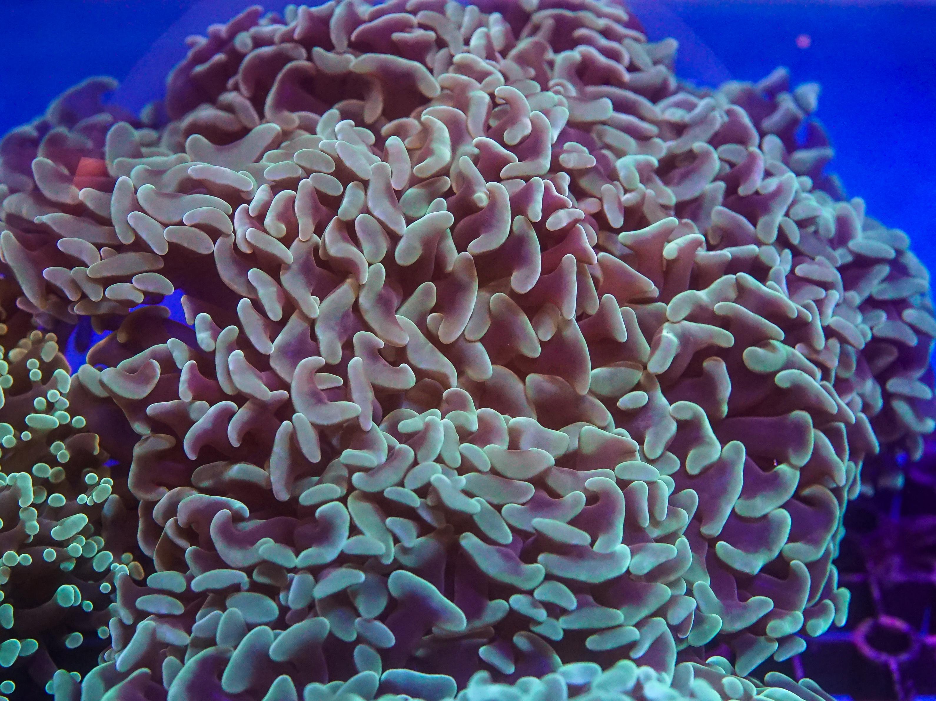 Green Hammer (EA#87)