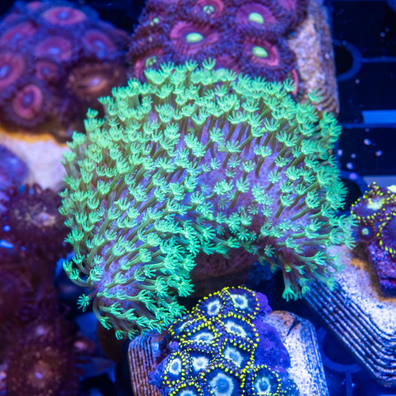 Frag - Toadstool Leather