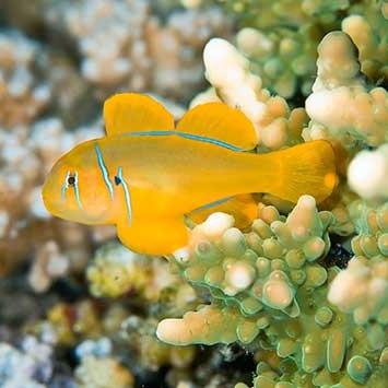 Citron Clown Goby