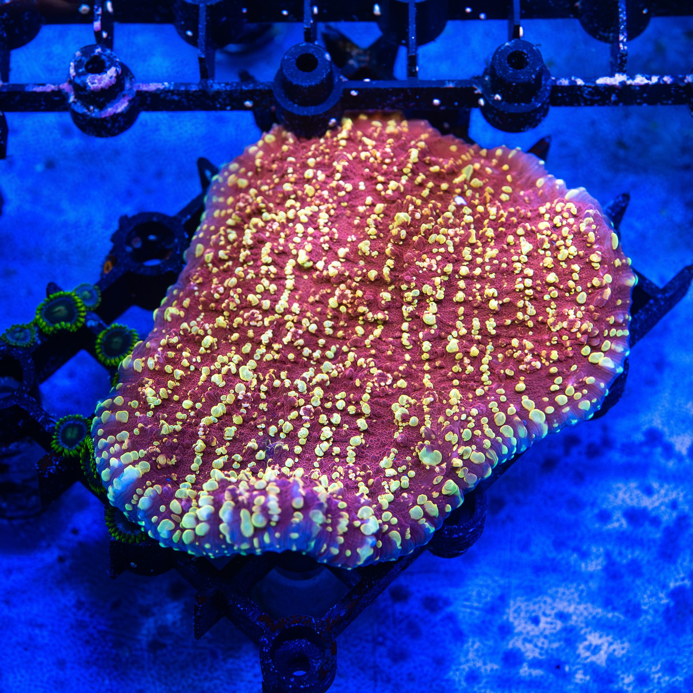 Red with Gold Spot Chalice